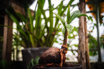 A coconut tree is sprouting from a coconut planted in a pot.