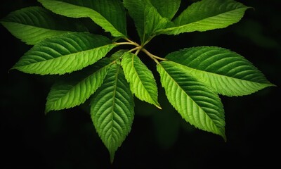 Fototapeta na wymiar green leaves on a dark background