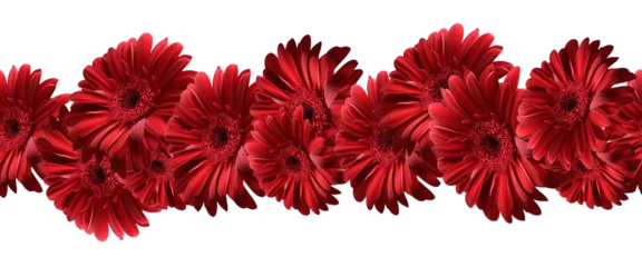Poster Im Rahmen A beautiful red gerbera flower on a white background. A border from the collection of flowers for ribbon design. © Elena