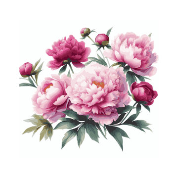 watercolor of Peony isolated on white background