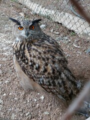 great horned owl