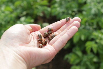 The Colorado potato beetles (Leptinotarsa decemlineata) (aka the Colorado beetle, the ten-striped spearman, the ten-lined potato beetle, the potato bug) eating leaf with their eggs, on human hand