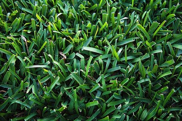 view of a grass field landscape professional photography