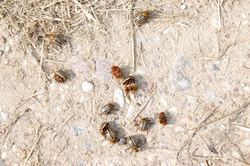 The Colorado potato beetles Leptinotarsa decemlineata aka the Colorado beetle, the ten-striped spearman, the ten-lined potato beetle, the potato bug laying on the ground in a pile