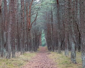 Pine trees in the forest with a path in the middle.