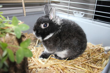 rabbit