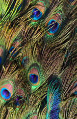 backdrop of colorful peacock feathers symbolizing vanity