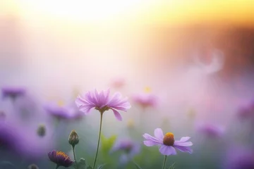 Gordijnen Fairy foggy morning on a violet wildflowers field in sunshine. Purple daisy flowers at sunrise with milk smoke. Spring and summer mist natural scenery background, nature. Copy space © KseniyA
