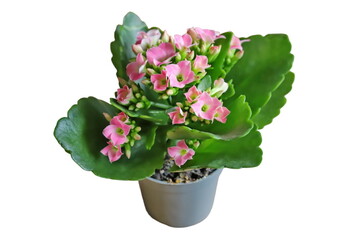Kalanchoe blossfeldiana isolated on white