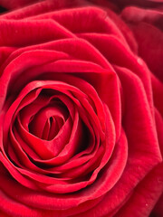 Large, bright red rose close-up. Macro photography.