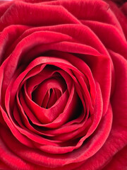 Large, bright red rose close-up. Macro photography.