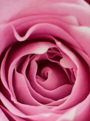 Centre of pink rose. Large, bright pink rose close-up