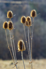 Obraz premium Teasel Dipsacus fullonum in front of a green blurred background, Dipsacus Fullonum - a robust biennial plant. The plants have stalks prickly sticky flower heads and can be invasive but do attract