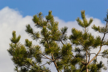A pine branch in a natural environment. blackjack pine cones on twig closeup, beautiful natural background