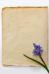 Spring blue flowers of Scilla bifolia on old yellow paper background with blank space for text. Floral frame for greeting or invitation. Spring concept in vintage style