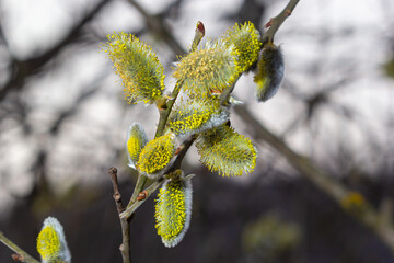 Pussy Willow on the waterside in early spring. Blur background on a sunny day. Symbol of Palm...