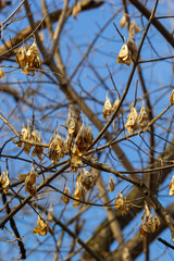 Yellow maple seeds against the blue sky. Macro. Maple branches with golden seeds on a clear sunny day. Close-up. Early spring concept. Bright beautiful nature background