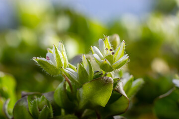 In the spring, Stellaria media grows in the wild. A herbaceous plant that often grows in gardens as a weed. Small white flowers on fleshy green stems