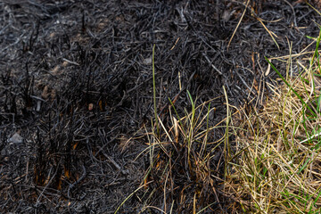 Burnt forest floor undergrowth with grass and ash, forest fire. Burning grass in the spring is a...