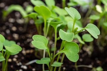 Top view of young plants seedlings in soil. Seedlings are prepared before planting in open ground. Young tender sprouts on a dark background