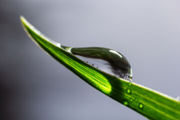 Water drops on the green grass. Morning dew, watering plants. Drops of moisture on leaves after...