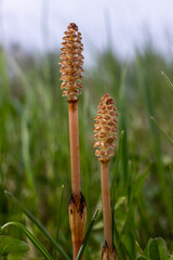 Selective focus. A spore-bearing shoot of the horsetail Equisetum arvense. Sporiferous spikelet of field horsetail in spring. Controversial cones of horsetail