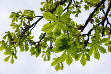 Obraz premium Spring chestnut branch with new leaves on blurred background close-up
