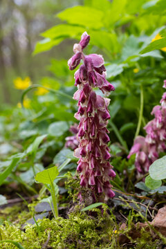 Lathraea squamaria plant is a parasite in the woods of Europe. Pink flowers of blooming common toothwort in the forest, parasitic plant growing on tree roots