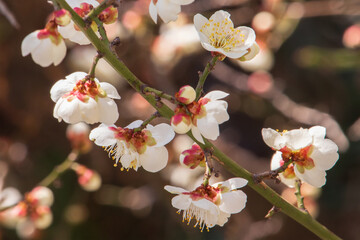 Beautiful spring flower plum blossom (Japanese apricot flowers).