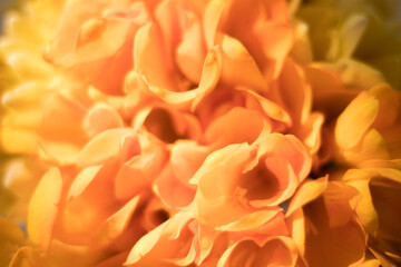 Spring flowers - close up of yellow flowers, selective focus, perfect background