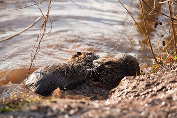 Nutria, coypu herbivorous, semiaquatic rodent member of the family Myocastoridae on the riverbed,...