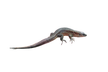 A small lizard in his hands against the grass, isolated on a white background. Wild reptile close-up held by man