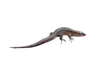 A small lizard in his hands against the grass, isolated on a white background. Wild reptile close-up held by man