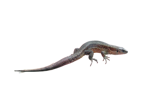 A small lizard in his hands against the grass, isolated on a white background. Wild reptile close-up held by man