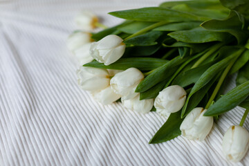 A bunch of white tulips on a white blanket. Bouquet of tulips on bed in the morning. Top view. 