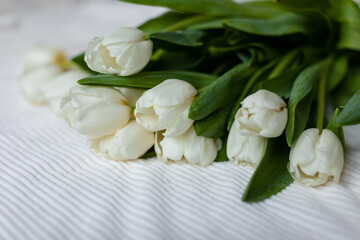 A bunch of white tulips on a white blanket. Bouquet of tulips on bed in the morning. Top view. 
