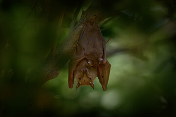 Peters's epauletted fruit bat, Epomophorus crypturus, species of megabat sitting on the house roof. Cute bat in the nature habitat, Okavango delta in Botswana, Arica.