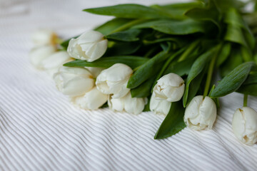 A bunch of white tulips on a white blanket. Bouquet of tulips on bed in the morning. Top view. 