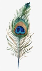 Watercolor peacock feather on white background. Hand drawn illustration.