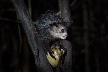 Aye-aye, Daubentonia madagascariensis, night animal in Madagascar. Aye-aye nocturnal lemur monkey in the nature habitat, coast forest in Madagascar, widllife nature. Rare endemic