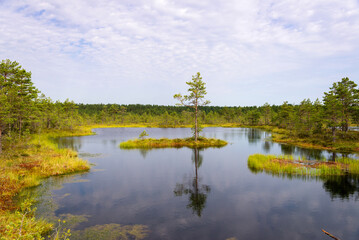 Obraz premium Viru bogs at Lahemaa national park. Must see place in Estonia