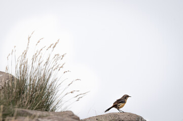 Drakensberg rockjumper