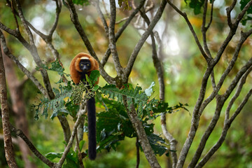 Fototapeta premium Madagascar wildlife. Red ruffed lemur, Varecia rubra, Park National Andasibe - Mantadia in Madagascar. Red brown monkey on the tree, nature habitat in the green forest. Lemur in vegetation, endemic.
