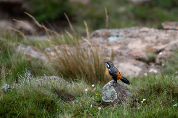 Drakensberg rockjumper