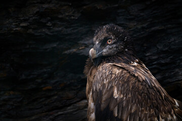 Close-up portrait of beautiful mountain bird, Europe, sitting on the nest in stone rock. Bearded Vulture, Gypaetus barbatus, detail portrait of rare mountain bird in rocky habitat in Spain - young.