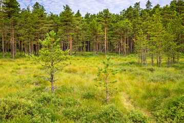 Pine forest of Viru bogs at Lahemaa national park, Estonia
