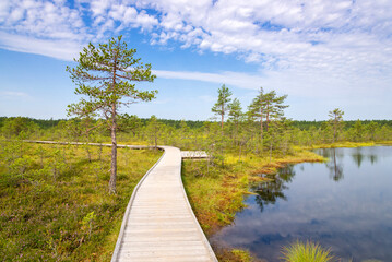 Viru bogs at Lahemaa national park, Estonia. Wooden hiking trail at wild place