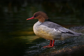Scaly-sided Merganser, Mergus squamatus, duck bird with brown head and red bill, China. Merganser in the water habitat, near the water. Nature wildlife. Travel in Asia.