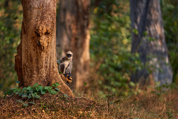 Malabar Sacred Langur, Semnopithecus hypoleucos, grey monkey in the nature habitat. Langur in the dry forest, evening light in trees, Kabibi Nagarhole NP in India. Asia, nature wildlife.