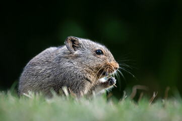 Sloggett's ice rat